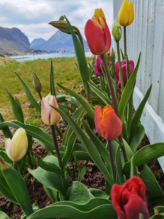 Banpim Beachside Lofoten Ramberg Eksteriør billede