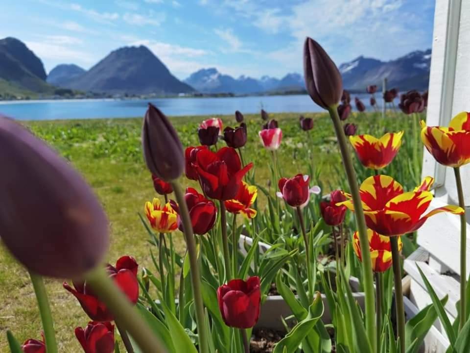 Banpim Beachside Lofoten Ramberg Eksteriør billede